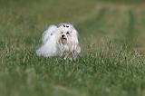 BICHON MALTAIS 083